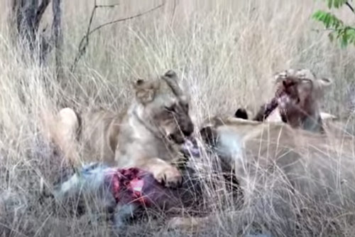 CLIP: "Rợn người" trước cảnh 3 con sư tử ăn thịt lợn bướu