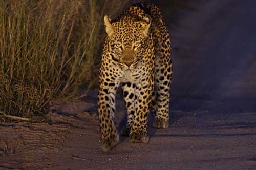 Săn được trăn khổng lồ, báo hốt hoảng giấu bữa ăn