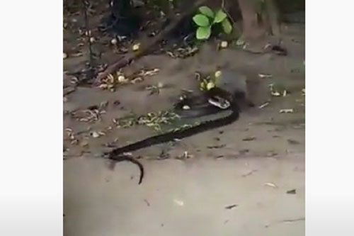 Cầy mangut tung cú nhảy chí tử, đoạt mạng rắn hổ mang chúa ở trên cây