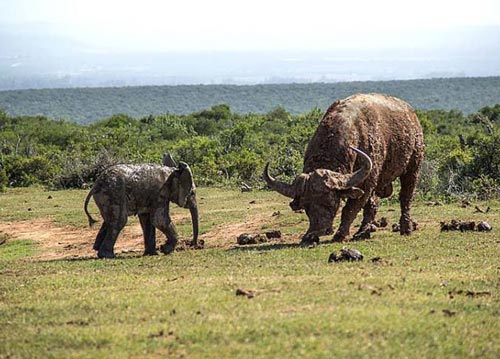 Voi con hung hăng đe dọa trâu trưởng thành