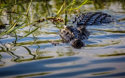 Cá sấu xuất hiện trên sông Sài Gòn, người dân đề phòng nguy hiểm tính mạng