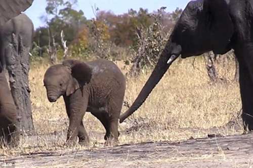 Voi con bị mất vòi: Cái kết có bi thương?