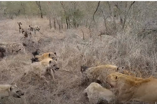 CLIP: Đàn linh cẩu tấn công hai con sư tử để cướp mồi