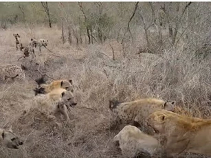 CLIP: Đàn linh cẩu tấn công hai con sư tử để cướp mồi