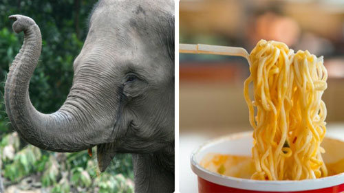 Mỳ ăn liền và kem vani có thể làm các loài động vật này tuyệt chủng