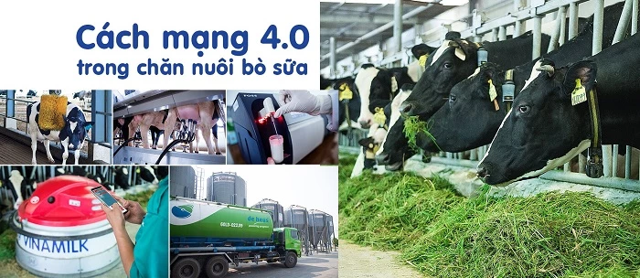 Ứng dụng thành tựu của cách mạng 4.0 và công nghệ chăn nuôi bò sữa tiên tiến để nâng cao năng suất và chất lượng sữa tươi nguyên liệu.