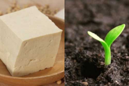 Vùi một bìa đậu xuống đất, 1 tuần sau thấy điều kì diệu xảy ra