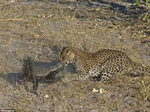 Báo đốm 'nếm trái đắng' khi đụng độ lửng mật