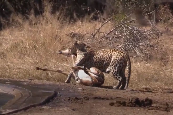 Bị báo hoa mai ‘tóm sống’, linh dương vẫn thoát chết ngoạn mục khi được linh cẩu ‘giải cứu’