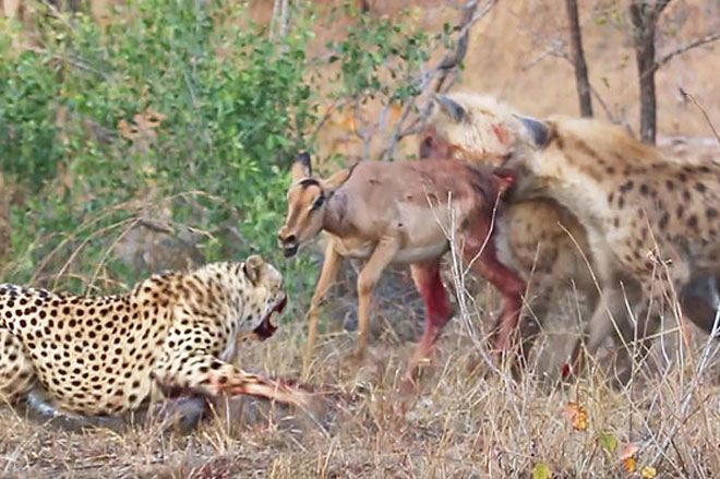 ‘Lạnh gáy’ trước cảnh linh dương Impala bị báo săn cùng linh cẩu ‘ăn tươi nuốt sống’