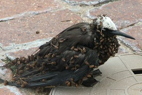 Phát hiện loài cây chuyên dùng hạt để bẫy chim