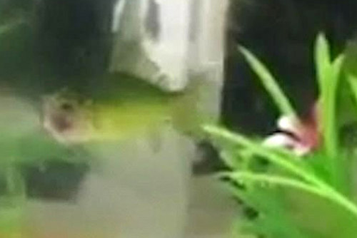 Cá bị cắn gần như mất đầu vẫn vô tư bơi 3 ngày