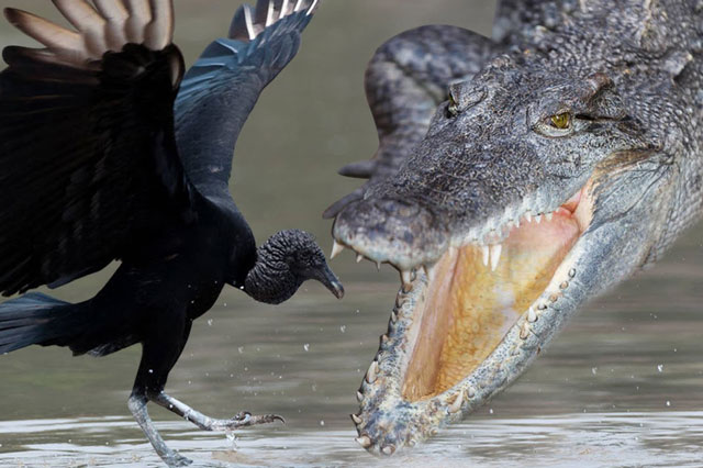 Cá sấu đoạt mạng kền kền trong chớp mắt