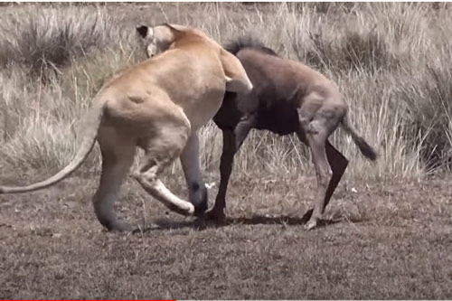 CLIP: Bỏ chạy sai hướng, linh dương đầu bò "vô tình" nộp mạng cho sư tử