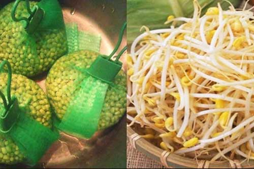 Làm giá đỗ chỉ cần cho vào thứ này, sau 2 ngày có mẻ giá siêu sạch, "béo múp"