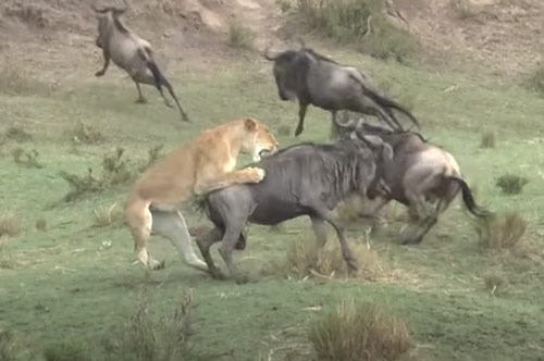 CLIP: Sư tử cái đoạt mạng linh dương đầu bò trong "tích tắc"