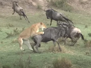 CLIP: Sư tử cái đoạt mạng linh dương đầu bò trong "tích tắc"