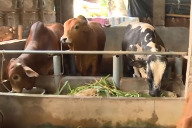 Hưng Yên: Thu lãi hàng trăm triệu đồng/năm nhờ nuôi bò vỗ béo