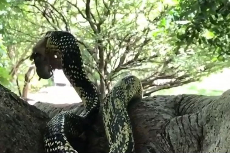 Kinh hãi trước cảnh rắn hổ chuột nuốt chửng chuột mẹ cùng 2 con non đang bú sữa