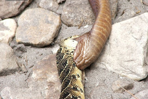 "Cỗ quan tài sống" giãy giụa trong đau đớn vì bị rắn hổ mang tra tấn bằng nọc độc