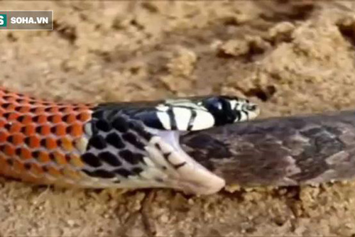 Rắn độc nuốt chửng đồng loại