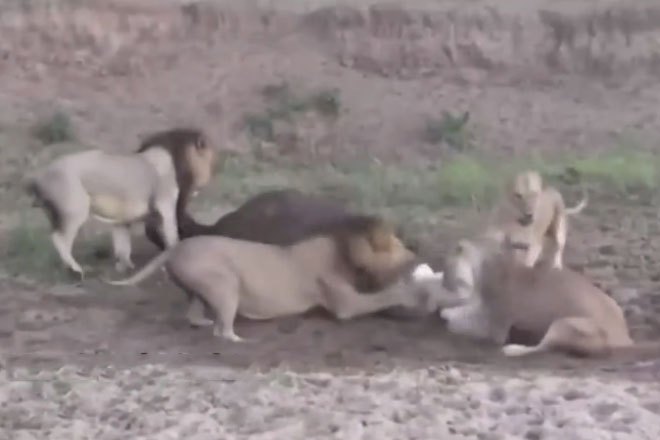 Trâu rừng thoát chết thần kỳ dù đã bị 4 con sư tử 'xẻ thịt'