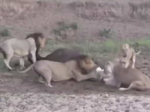 Trâu rừng thoát chết thần kỳ dù đã bị 4 con sư tử 'xẻ thịt'