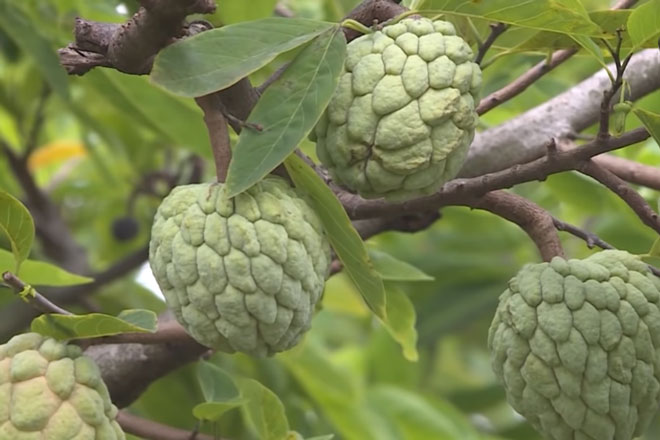 Quảng Ninh: ‘Đổi đời’ nhờ trồng na theo tiêu chuẩn VietGAP