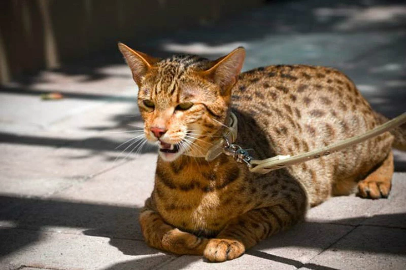 1. Mèo Ashera (có giá khoảng: 125.000 USD).