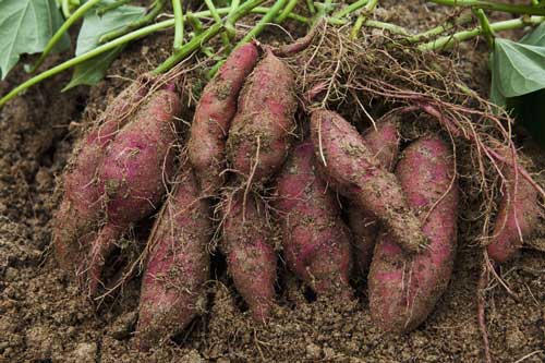 Những công dụng quý "từ gốc đến ngọn" của khoai lang khiến bất kể ai cũng phải "thán phục"