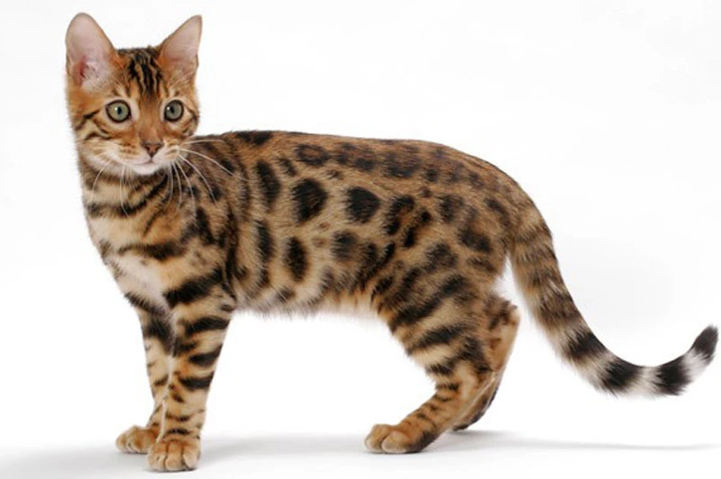 3. Mèo Bengal (có giá khoảng: 25.000 USD).