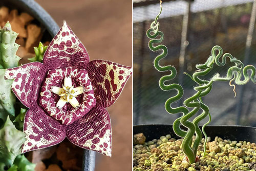 Những loài hoa hình thù kì dị khiến ai xem xong cũng không dám tin đó là hoa thật