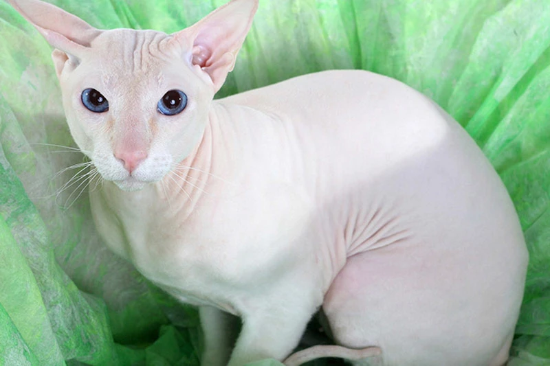 4. Mèo Peterbald (có giá khoảng: 5.000 USD).