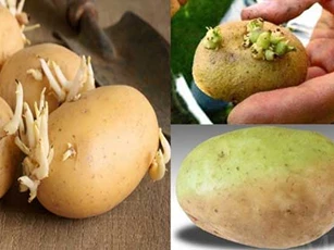 Mua khoai tây về cứ làm theo cách này, đảm bảo để cả tháng cũng không sợ mọc mầm