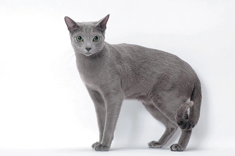 =5. Mèo Russian Blue (có giá khoảng: 3.000 USD).