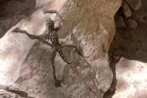 Sinh vật kỳ quặc như bước ra từ phim kinh dị khiến nhiều người tranh cãi "nảy lửa"