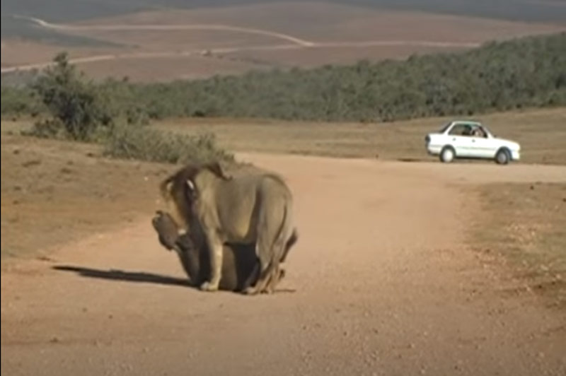 CLIP: "Anh em" sư tử đực đoạt mạng 2 con trâu rừng "dễ như ăn kẹo"