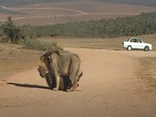 CLIP: "Anh em" sư tử đực đoạt mạng 2 con trâu rừng "dễ như ăn kẹo"