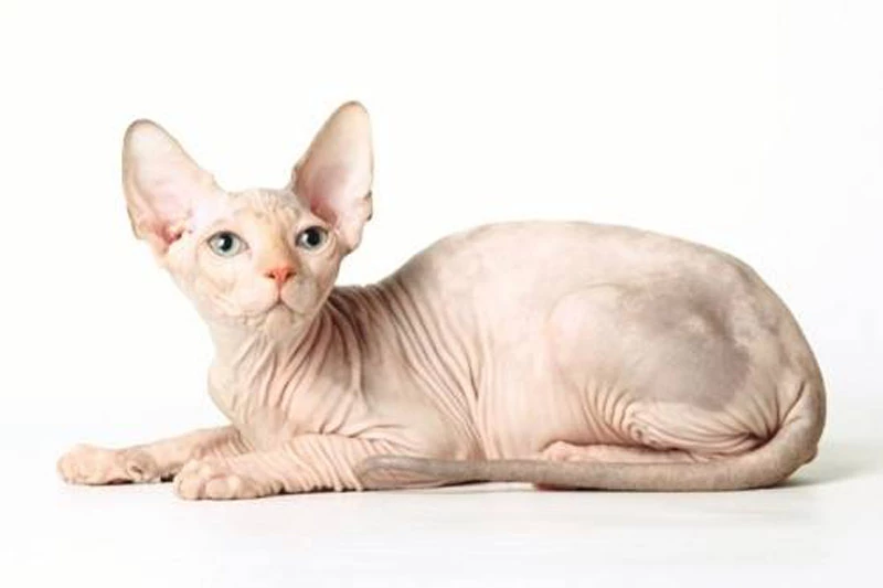 =5. Mèo Sphynx (có giá khoảng: 3.000 USD).