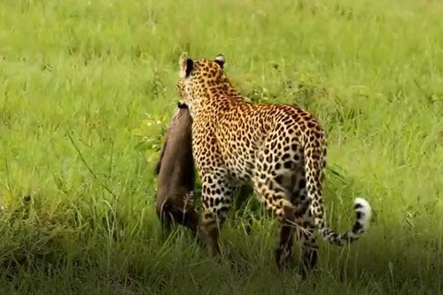 CLIP: Lợn bướu chết thảm khi bị báo hoa mai truy sát