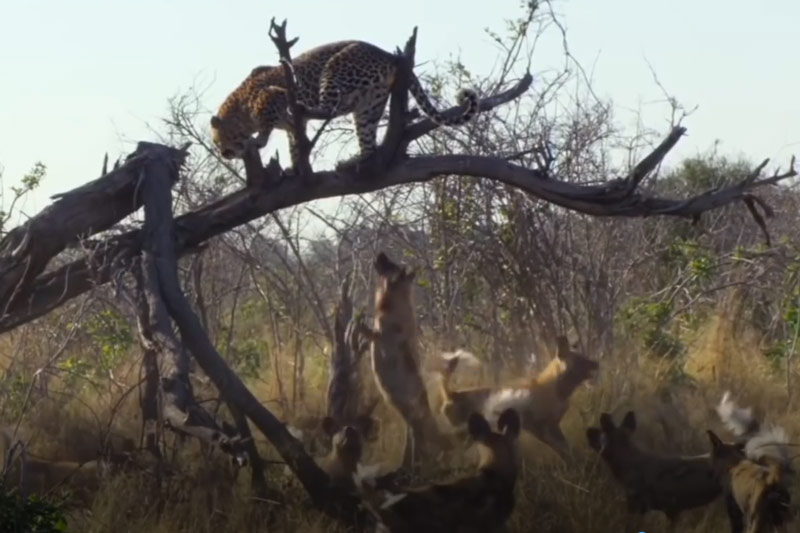 CLIP: Báo hoa mai leo lên cây lẩn trốn khi bị đàn chó hoang tấn công
