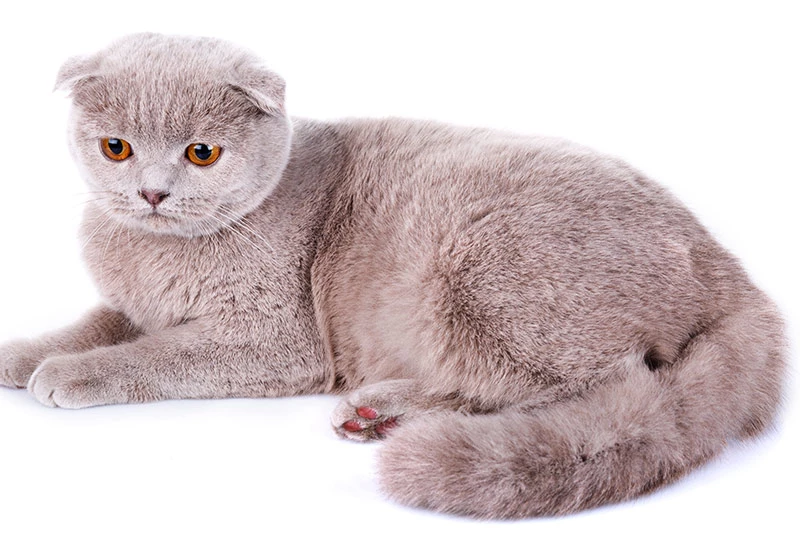 =5. Mèo Scottish Fold (có giá khoảng: 3.000 USD).