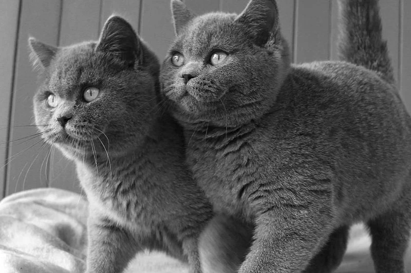 8. Mèo British Shorthair (có giá khoảng: 1.500 USD).