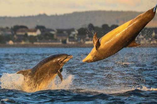 Cá heo 'chơi bóng chuyền' ngoài khơi bờ biển Scotland