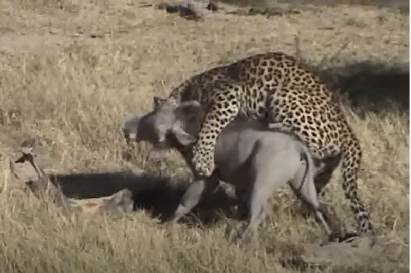 CLIP: Báo hoa mai rình rập ở cửa hang để săn lợn bướu