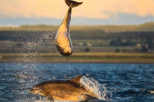 Thích thú ngắm cá heo 'chơi bóng chuyền' ngoài khơi bờ biển Scotland
