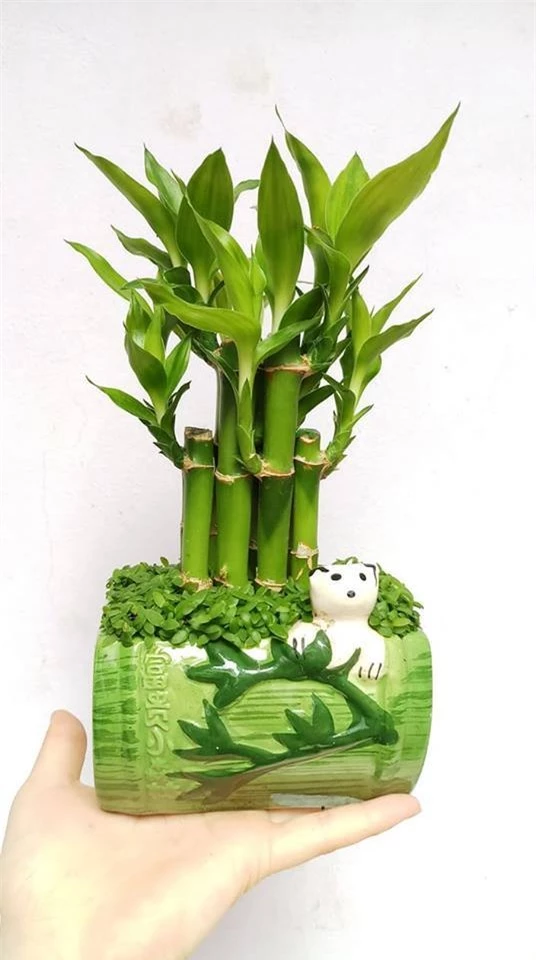Ngã ngửa những cây mời tài lộc, đặt trong phòng ngủ lại là ‘tử thần’ - Ảnh 2 Ngã ngửa những cây mời tài lộc, đặt trong phòng ngủ lại là ‘tử thần’ - Ảnh 2