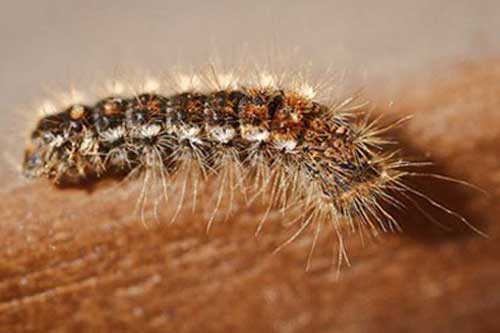 8 mẹo trị ngứa sâu róm hiệu quả và đơn giản