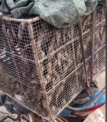 Chim yến bị đánh bẫy và bán rong trên đường phố. Ảnh do Hội Yến sào Phú Yên cung cấp.