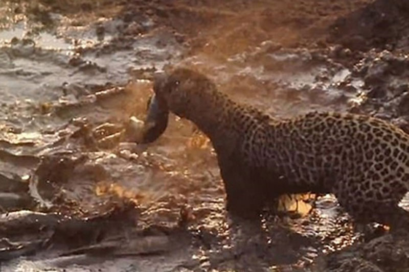 Báo đốm đói mồi xuống hồ bắt cá và cái kết bất ngờ